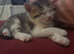 male kitten left (ready now)