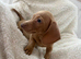 Beautiful Dachshund