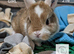 Bunnies to reserve ready for new homes between 15th to the 29th November