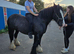 14hh mare