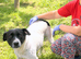 Daisy ️ Calm & Loving Medium Size Girl with Pointer Mix Looks