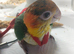 Hand-reared yellow thighed caiques
