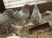 Peking pullets 16to18 weeks