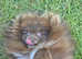 Stud Pomeranian   Chocolate