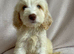 Cockapoo puppies