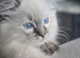 READY TO LEAVE - 2 Stunning TICA-Reg Ragdoll Boys