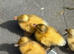 Beautiful Hand-Raised Call Duck × Snowy Mallard Ducklings