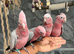 Friendly HandReared Super Tame Cuddly Galah Cockatoo Parrot,27