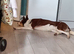 Red bordercollie