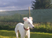 PET HOME ONLY, DEAF DOG