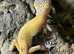 A Variety of Leopard Geckos at Birmingham Reptiles