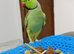 Green indian ringneck parrot