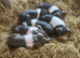 Saddleback cross weaners
