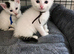 Gorgeous kittens ready to reserve