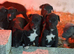 Stunning Lurcher pups READY NOW