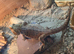 Bearded dragons