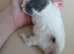 Ragdoll male and one baby kitten