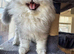Ready Now - Kitten - 1 Male Chinchilla Silver Persian
