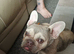 2 year old French bulldog for sale