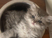 Stunning fluffy bright blue eyed kittens