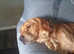 Proven IF dark golden retriever