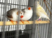 Zebra finch pair