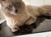 Blue mink ragdoll stud