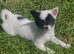 Stunning girl Pomeranian
