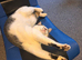 Beautiful natured Tabby and White Girl