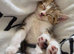 Beautiful Kittens Looking for Loving Homes!