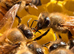 6 Frame Overwintered National Nuc of Bees Available Spring 2027
