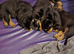 Lovely rotty pups