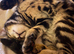 8 Month Tabby/Bengal cross