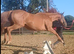 Chestnut hector