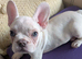 Beautiful french bulldog puppy