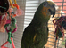 Amazon orange winged