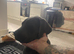 Six months old cane Corso  for sale