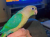 Extremely cuddly tame conures