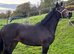 Pretty yearling filly