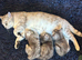 Bsh female kitten
