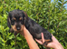 Wirehaired dachshunds Teckel pups