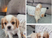 KC CAVALIER KING CHARLES PUPPIES