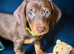 KC miniature dachshund boy