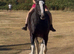 Beautiful Shire Mare.