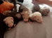4 baby ferret