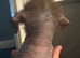 Hairless Chinese Cresteds