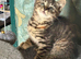 Beautiful tabby female available