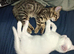 White and tabby males ready for forever homes