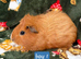 Young guinea pigs looking for new homes