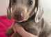 Minature Dachshunds